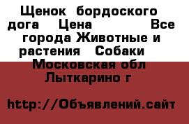 Щенок  бордоского  дога. › Цена ­ 60 000 - Все города Животные и растения » Собаки   . Московская обл.,Лыткарино г.
